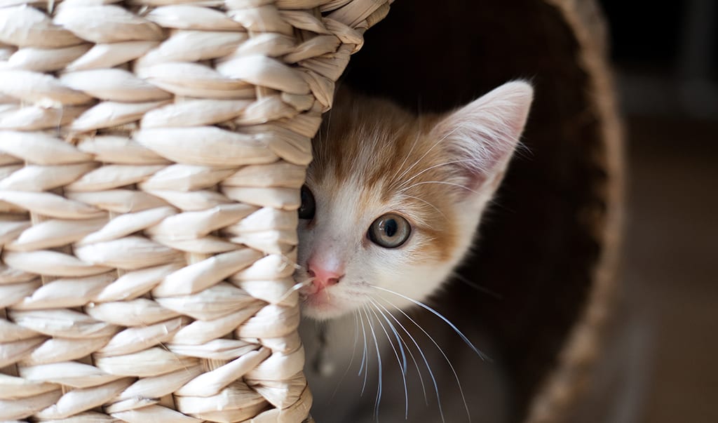 cat peeking out of a basket Cat peaking from a basket